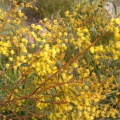 Acacia buxifolia subsp. buxifolia at Molonglo Valley, ACT - 18 Sep 2022 01:10 PM