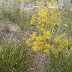 Acacia buxifolia subsp. buxifolia at Molonglo Valley, ACT - 18 Sep 2022