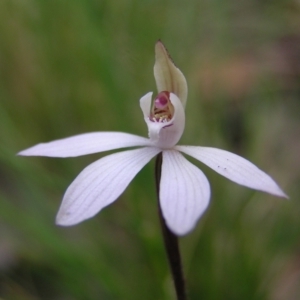 Caladenia fuscata at Molonglo Valley, ACT - 18 Sep 2022