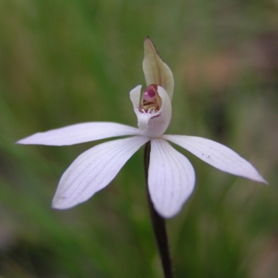 Caladenia fuscata (Dusky Fingers) at Molonglo Valley, ACT - 18 Sep 2022 by MatthewFrawley