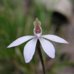 Caladenia fuscata at Molonglo Valley, ACT - 18 Sep 2022