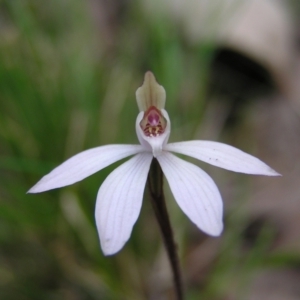 Caladenia fuscata at Molonglo Valley, ACT - suppressed