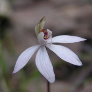 Caladenia fuscata at Molonglo Valley, ACT - 18 Sep 2022