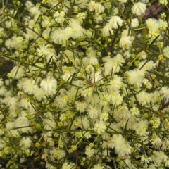 Acacia genistifolia (Early Wattle) at Point 4372 - 18 Sep 2022 by MatthewFrawley