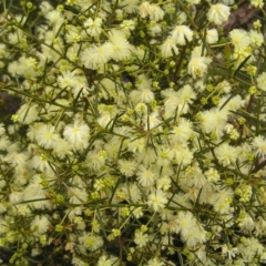 Acacia genistifolia (Early Wattle) at Molonglo Valley, ACT - 18 Sep 2022 by MatthewFrawley