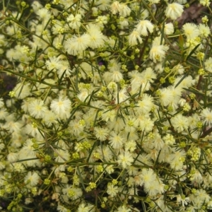 Acacia genistifolia at Molonglo Valley, ACT - 18 Sep 2022 01:18 PM