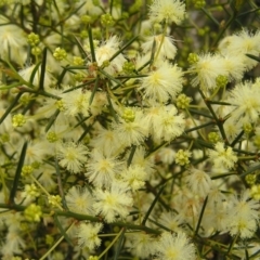 Acacia genistifolia at Molonglo Valley, ACT - 18 Sep 2022 01:18 PM