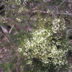 Acacia genistifolia at Molonglo Valley, ACT - 18 Sep 2022