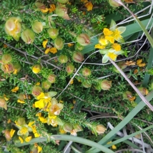 Hibbertia vestita at Point Arkwright, QLD - suppressed