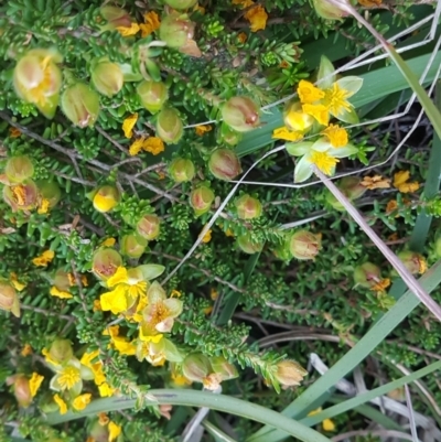 Hibbertia vestita at Point Arkwright, QLD - 18 Sep 2022 by Fuschia