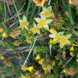 Hibbertia vestita at Point Arkwright, QLD - suppressed