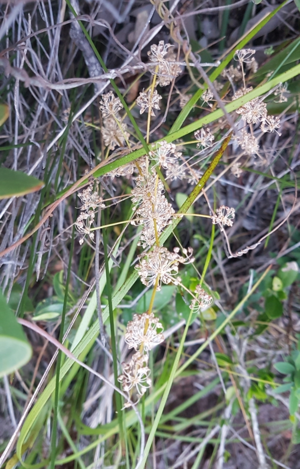 Lomandra multiflora at suppressed - 18 Sep 2022