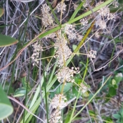 Unidentified Rush / Sedge / Mat Rush (TBC) at Point Arkwright, QLD - 18 Sep 2022 by Fuschia
