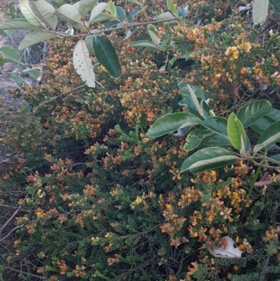 Pultenaea maritima by Fuschia