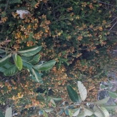 Unidentified Other Shrub (TBC) at Point Arkwright, QLD - 18 Sep 2022 by Fuschia
