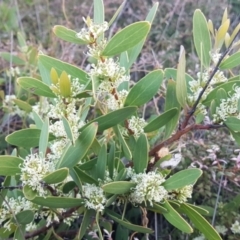 Hakea florulenta (Three-nerved Willow Hakea) at Point Arkwright, QLD - 18 Sep 2022 by Fuschia