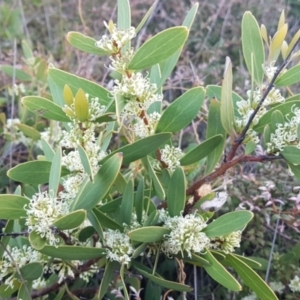Hakea sp. at suppressed by Fuschia