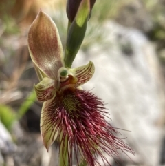 Calochilus paludosus (Strap Beard Orchid) at Vincentia, NSW - 17 Sep 2022 by AnneG1