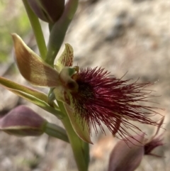 Calochilus paludosus at Vincentia, NSW - 17 Sep 2022