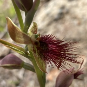 Calochilus paludosus at Vincentia, NSW - 17 Sep 2022