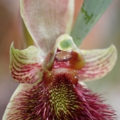 Calochilus paludosus at Vincentia, NSW - suppressed