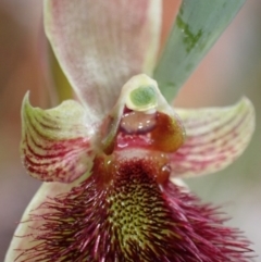 Calochilus paludosus at Vincentia, NSW - 17 Sep 2022