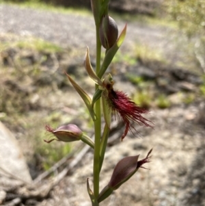 Calochilus paludosus at Vincentia, NSW - suppressed