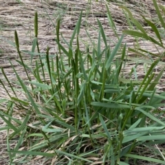 Anthoxanthum odoratum (Sweet Vernal Grass) at Watson, ACT - 18 Sep 2022 by SteveBorkowskis