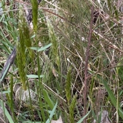 Anthoxanthum odoratum at Watson, ACT - 18 Sep 2022