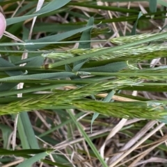 Anthoxanthum odoratum at Watson, ACT - 18 Sep 2022