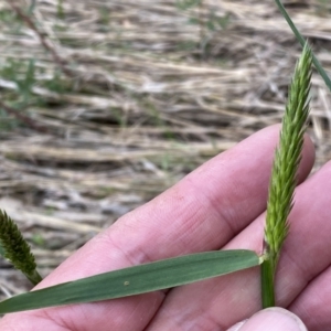 Anthoxanthum odoratum at Watson, ACT - 18 Sep 2022