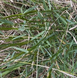 Anthoxanthum odoratum at Watson, ACT - 18 Sep 2022