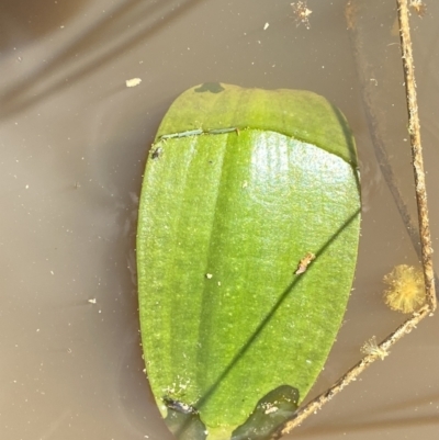 Ottelia ovalifolia subsp. ovalifolia (Swamp Lily) at Watson, ACT - 18 Sep 2022 by Steve_Bok