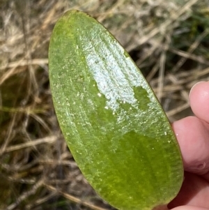 Ottelia ovalifolia subsp. ovalifolia at Watson, ACT - 18 Sep 2022 12:40 PM