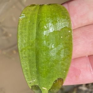 Ottelia ovalifolia subsp. ovalifolia at Watson, ACT - 18 Sep 2022