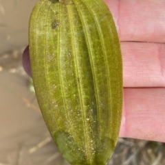 Ottelia ovalifolia subsp. ovalifolia at Watson, ACT - 18 Sep 2022