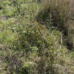 Pyracantha fortuneana at Watson, ACT - 18 Sep 2022