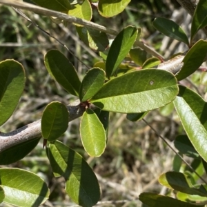 Pyracantha fortuneana at Watson, ACT - 18 Sep 2022