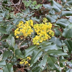 Berberis aquifolium at Watson, ACT - 18 Sep 2022