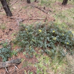 Berberis aquifolium at Watson, ACT - 18 Sep 2022