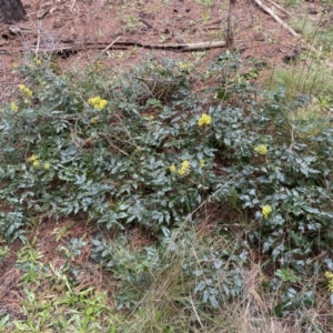 Berberis aquifolium at Watson, ACT - 18 Sep 2022