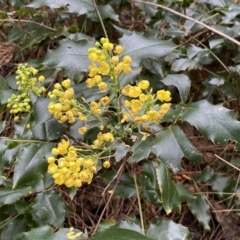 Berberis aquifolium at Watson, ACT - 18 Sep 2022