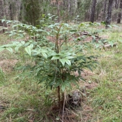 Nandina domestica (Sacred Bamboo) at Watson, ACT - 18 Sep 2022 by Steve_Bok