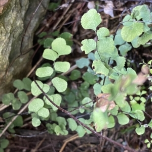 Adiantum aethiopicum at Watson, ACT - suppressed