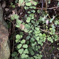 Adiantum aethiopicum at Watson, ACT - suppressed