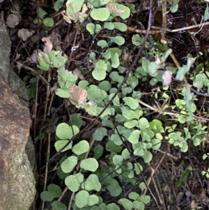 Adiantum aethiopicum at Watson, ACT - suppressed