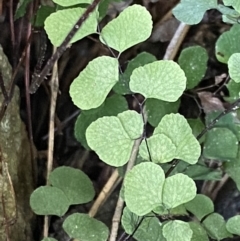 Adiantum aethiopicum at Watson, ACT - suppressed