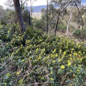 Berberis aquifolium at Watson, ACT - 18 Sep 2022 11:19 AM