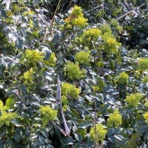 Berberis aquifolium at Watson, ACT - 18 Sep 2022