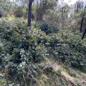 Berberis aquifolium at Watson, ACT - 18 Sep 2022 11:19 AM